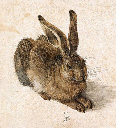 Feldhase Albrecht Durer